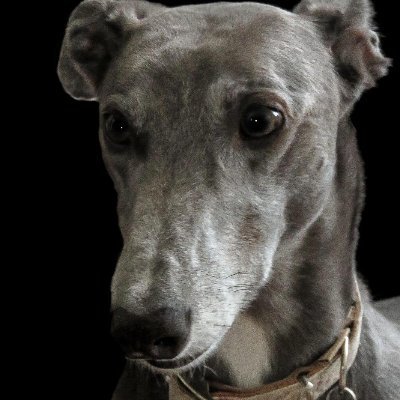 I'm Marj, a retired greyhound. Dad got me two years ago when Layla went to the big beach in the sky. I have just worked out how to use Twitter.