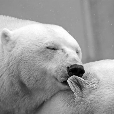 Hi humans! I live in the North Pole, I like sleeping and playing games. I dream of being “bearified” on Twitter. Support (not affiliated with) @polarbearrescue