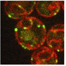 Tomás Aragón Amonarriz (@aragonamonarriz) 's Twitter Profile