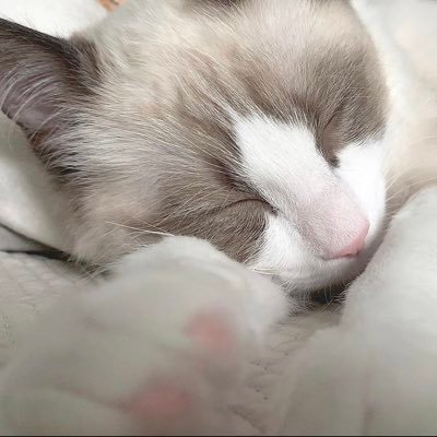 inuneko__8's profile picture. 