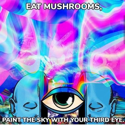 Am evolutionary healing ❤️🩹 community empowering global psychedelic 🕸🕸culture through accessible 🍄🍁🌵
