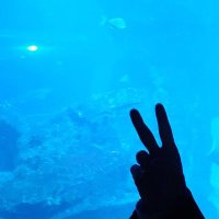 blue_tam (@t_tt_ttttim) 's Twitter Profile