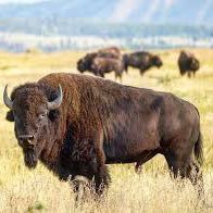 Jerry Specht (@spechtator75) 's Twitter Profile Photo