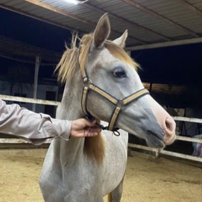 kl88kq's profile picture. فف