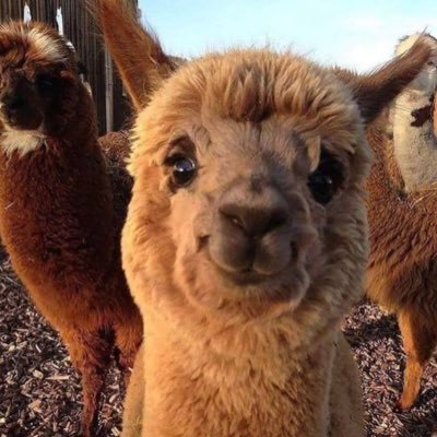 100% biological female even though my profile pic shows an Alpaca! One day I will write a new profile! (it’s called sarcasm).