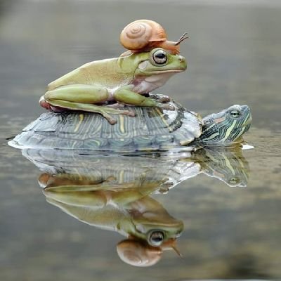 Shetuahsan1's profile picture. No need