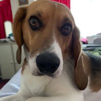 Mr Beagle (@mrbeagle7) 's Twitter Profile