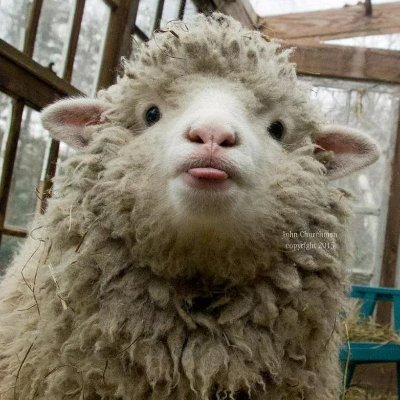 Sheep_InThe_Box Profile Picture