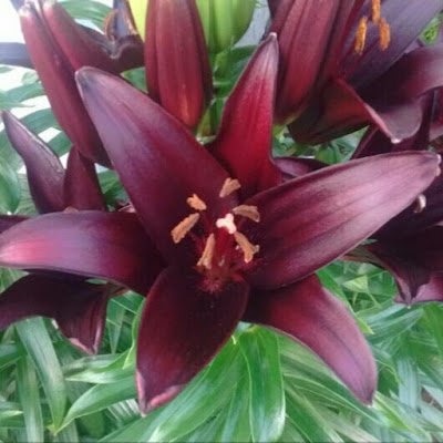 oiseaubleu200's profile picture. 