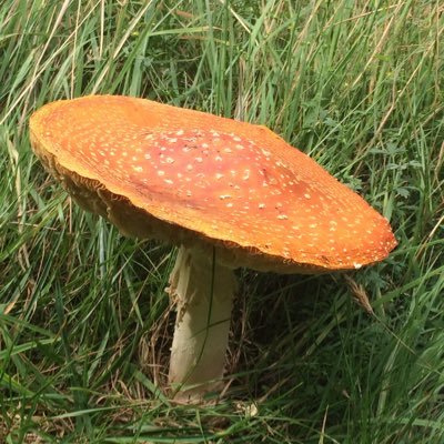 JustAToadstool's profile picture. Just a toadstool, standing in my grass, with lots of thoughts. No DM’s please!