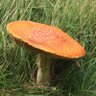 JustAToadstool's profile picture. Just a toadstool, standing in my grass, with lots of thoughts. No DM’s please!