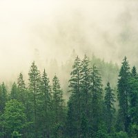 PNW Forest Climate Alliance (@pnwfcalliance) 's Twitter Profile Photo PNW Forest Climate Alliance (@pnwfcalliance) 's Twitter Profile Photo