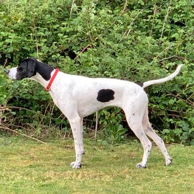 Horse Racing, Elite Racing, Owners Group,Love my English Pointer - Bella 🥰 🇺🇦💙💛