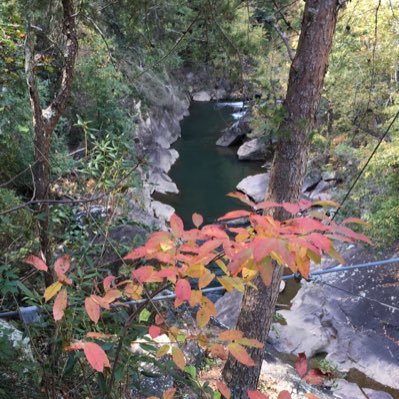 4wagsters's profile picture. 