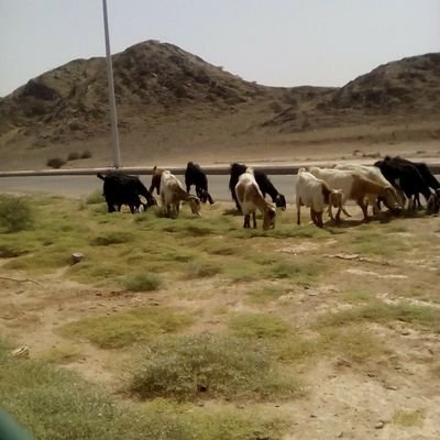 KuyaDhong61's profile picture. Cryptoken