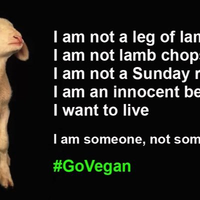 GrahamD19733537's profile picture. Vegan accountant. Passionate about saving every single life. Proud#pigoneer Reading FC fan for life.