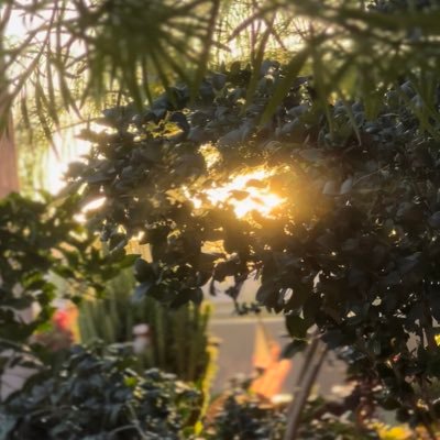 sophimaxwell's profile picture. 