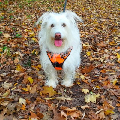 Hiker, B.S. detector, Love the snark.
Like baseball games mainly for the food.
🐶🌲🔅