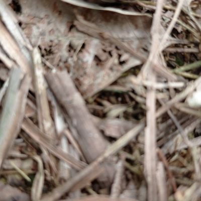 ardi008123's profile picture. 