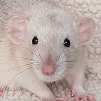RiddleRatto (@zooeyrattos) 's Twitter Profile