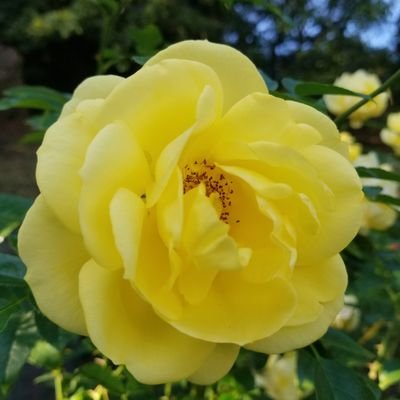 mik_photo's profile picture. 34年の企業人生活後、大手前大学を卒業。日本語教師です。ビジネス日本語、生活の日本語が専門。
季節の移り変わり、丁寧な仕事、人の想いを受け止められる大人でいたい。
年の数だけ本を読むのが目標☺
フルート演奏、ポーセリンアーツ、相撲観戦、ラグビー観戦、ゴルフ、山崎育三郎、石田組、葉加瀬太郎、出口大地、正代関、ディズニー