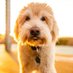 Goldendoodle dog lover (@oliviaA89240634) Twitter profile photo
