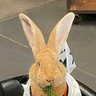 AThegreat100's profile picture. Here to teach people how great rabbits can be. Teach the way to a social life with your rabbit. How to live with with a Flemish Giant..