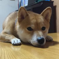 hide5383(@akinashiba) 's Twitter Profile Photo