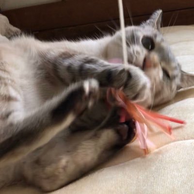 ねこらぶさんのプロフィール画像