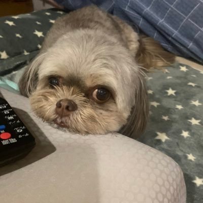 kohalove2021UK's profile picture. 