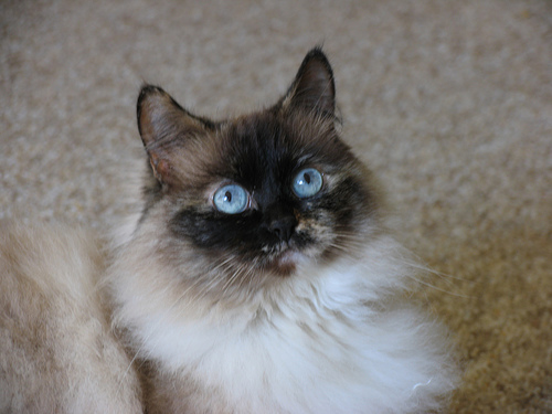 zooooey's profile picture. I am a grumpy little lady with big blue eyes. I don't do much, but I tweet on my own every time I lay on my bed! Ck out instructable on my twitter powers!