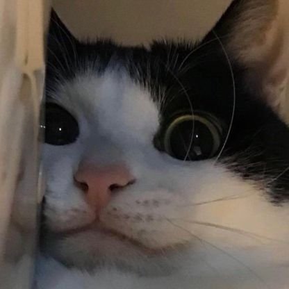 cvrsed_cat666's profile picture. media yapping
