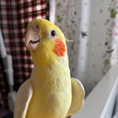 「空愛」から名前変えました🤚 #白文鳥 #セキセイインコ #コザクラインコ #オカメインコ #ミニチュアダックスフンド