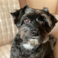 Leo (@cryptowolfleo) 's Twitter Profile