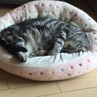 tatsu4312's profile picture. 