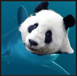 Please follow our new account:
@SharkPandaCom