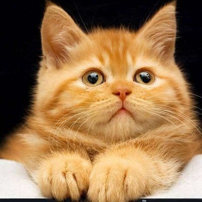 yayords's profile picture. 。。。