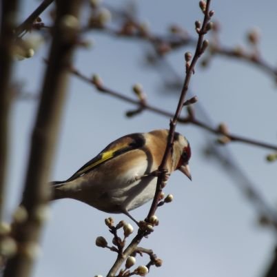 Sharing ideas, observations and development of garden sanctuaries for our wild friends