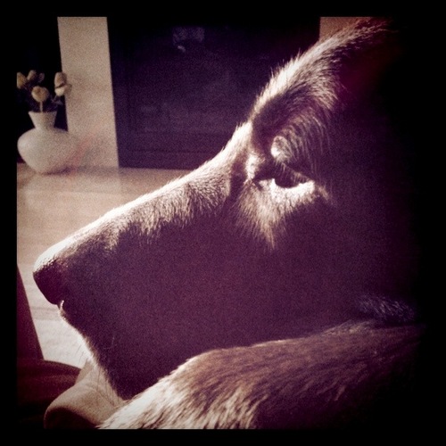 ScoutTheBeast's profile picture. I'm a chocolate lab who lives in Los Angeles but my roots are in Alabama. War Eagle.