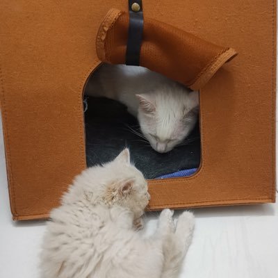 AdrianADLanhhh's profile picture. 