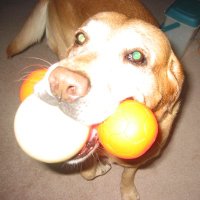 CrashDog97 (@crashdog97) 's Twitter Profile