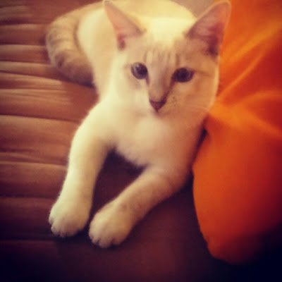 chesson871's profile picture. 