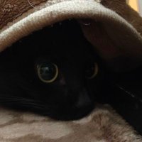 相互フォローお願いします(^^) (@pyd3iafiey1nc0f) 's Twitter Profile