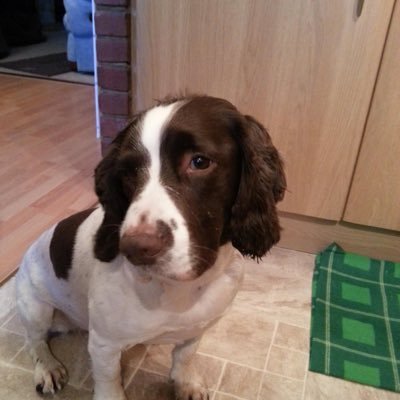 VonGutersloh's profile picture. Great War and general military history nut.