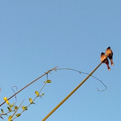 ShwethaChannal's profile picture. journalism student Karnataka University