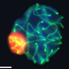 Seymourocr's profile picture. documento i comento