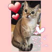 shomai♔ (@shomai_119129) 's Twitter Profile Photo