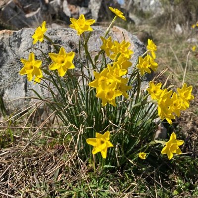 Variation in reproductive systems across biogeographical and ecological gradients. Adaptation to progressively stressful environments (REPROGRAD)