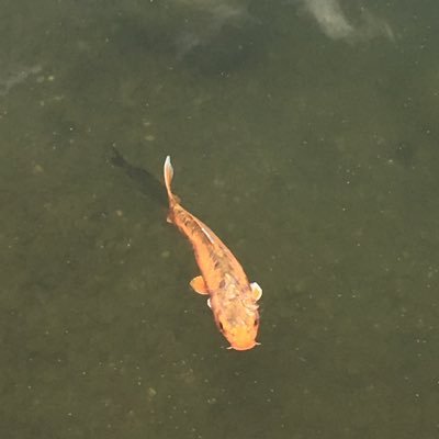 Bonkefiker01's profile picture. 