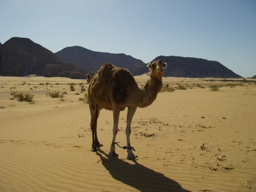 とーげ Togeita Twitter